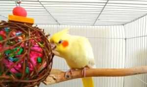 toys for birds cage