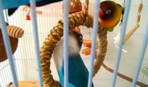 toys for birds near me