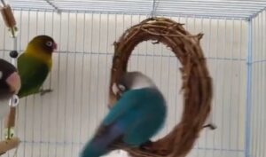 toys for birds diy