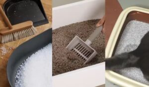 Best cat litter reddit