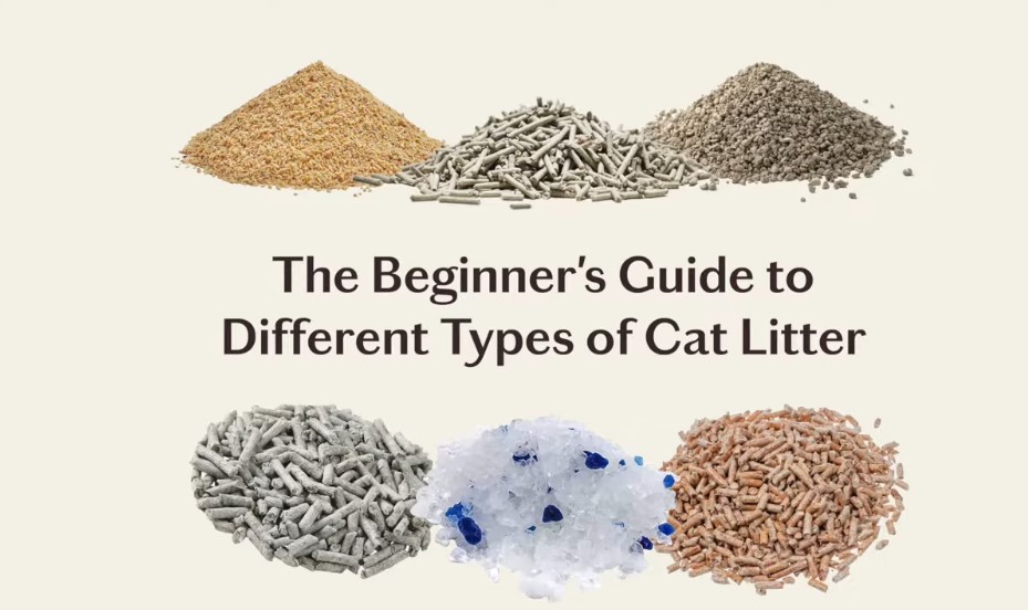 Best cat litter uk