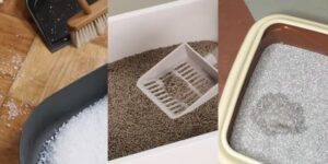 Best cat litter box