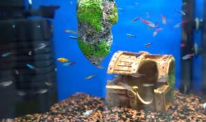 Common fish diseases in bangladesh