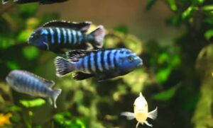 Common fish diseases pdf
