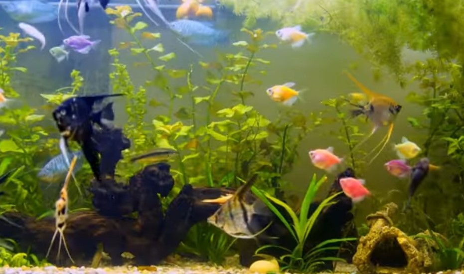 Common fish diseases whit picture