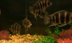 Common fish diseases in aquaculture