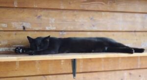 Cat behavior near me