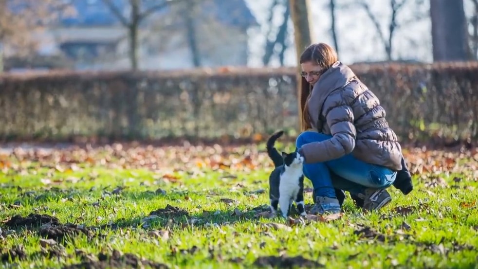 Cat behavior explained