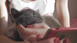 Cat behavior meaning