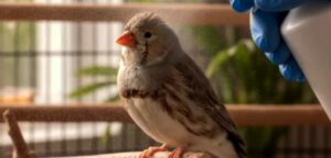 bird illnesses in humans