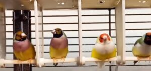 bird illnesses picture