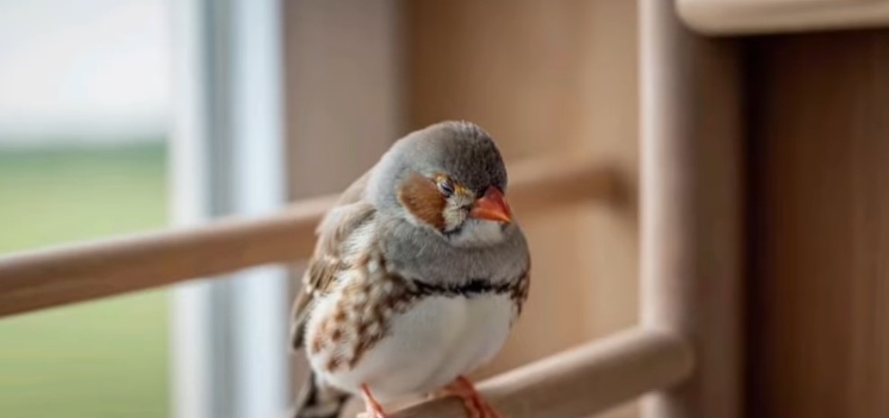 bird illnesses budgie