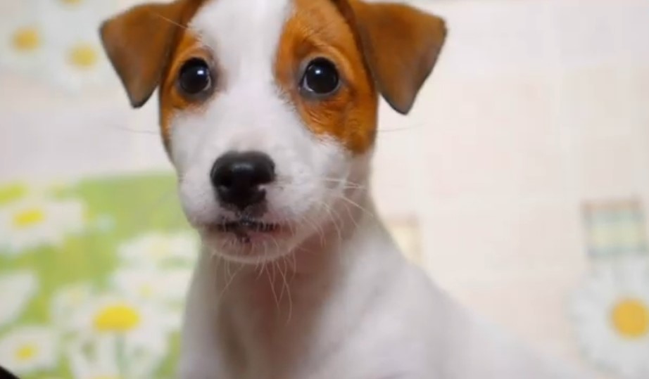 Dog behavior problems aggression