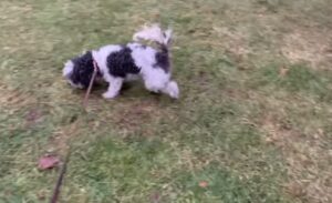 Potty Training toy